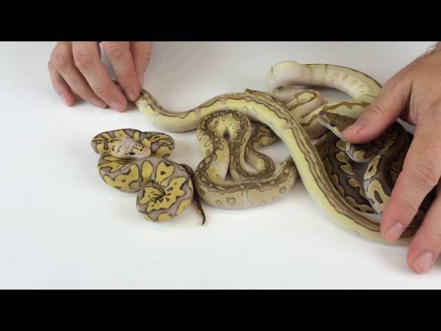 2016 Ball Python Hatching Video 7