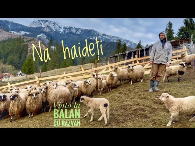 Am făcut strunga la ferma din munți - o sa le placă oilor? 🐑