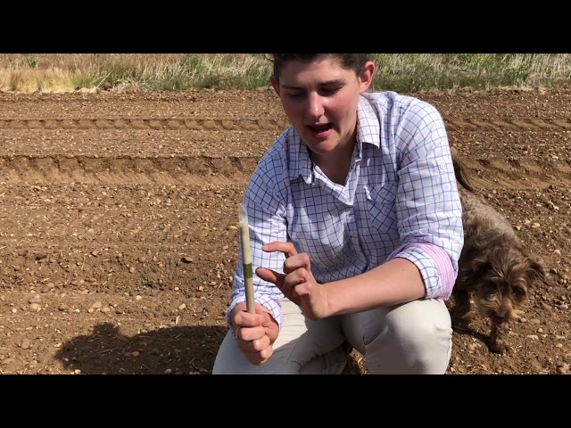 What does an agronomist do?