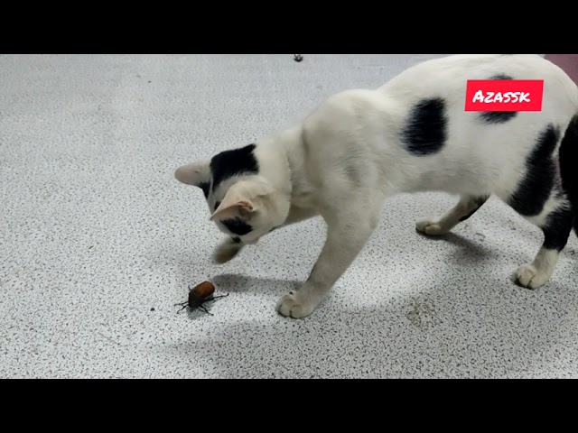 Cat vs beetle @azassk #shorts