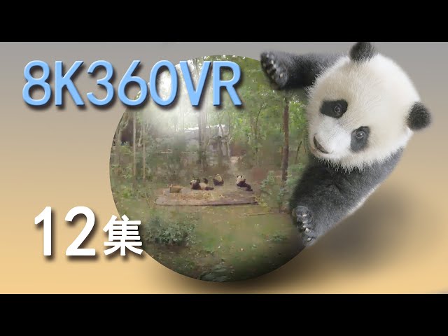 VR panda space15min episode 12 VR熊猫空間12集