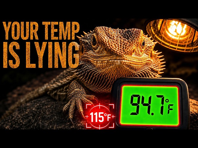 The Truth About Reptile Heating You Need to Know