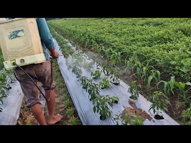 FAST AND EVEN PESTICIDE SPRAYING PROCESS ON CURLY CHILI LEAVES!! - Agriculture farming