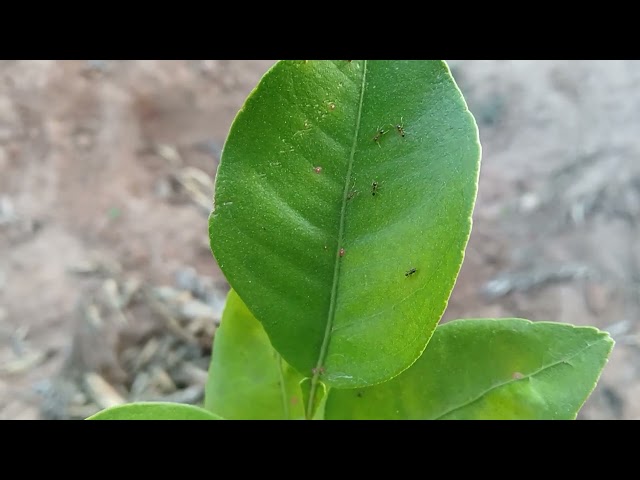 QUICK UPDATE OF MY PIXIE FARM august 2026 Season