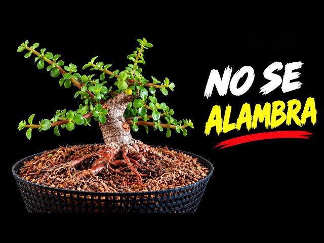 PORTULACARIA subjected to BONSAI techniques | Training by pruning