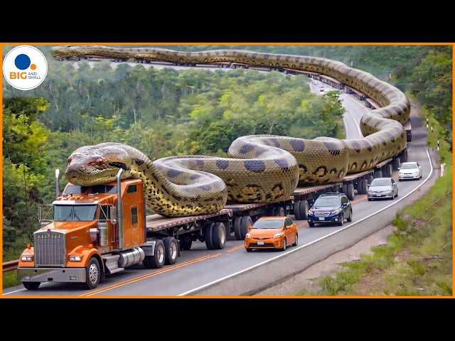 Top 10 Biggest Snake In The World | Huge Rock Python In A Tree