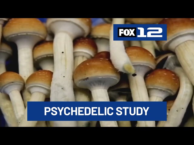 OHSU study tracks long-term benefits of magic mushroom therapy