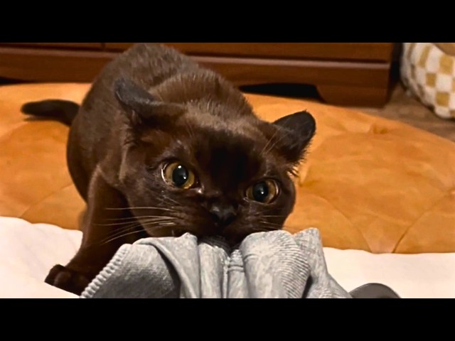 This Is What an Evil Cat Looks Like