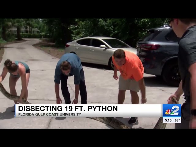 Record-breaking 19-foot python dissected by FGCU