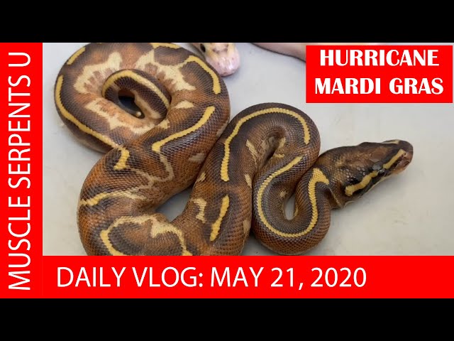 HURRICANE FREEWAY COMBOS HATCH!  May 21, 2020