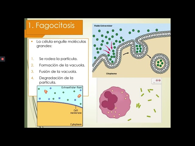 🚦 ¿Cómo Entran y Salen Sustancias de la Célula? | Transporte Membranal Parte II