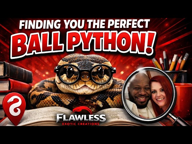 Does the Perfect Ball Python Customer REALLY Exist?