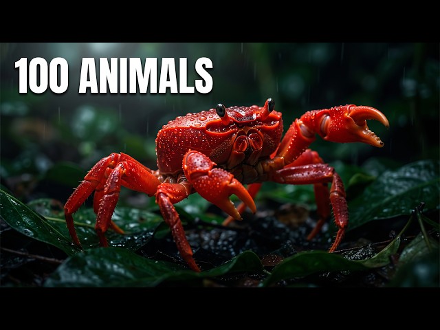 Christmas Island Wildlife 4K – 100 Animals & the Red Crab Migration