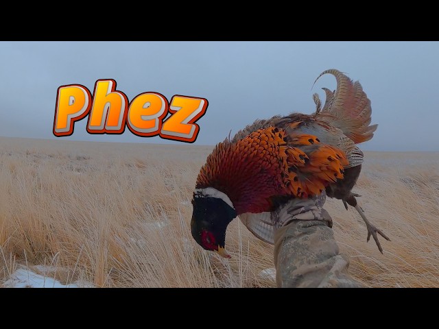 North Dakota Pheasant Hunt with Pointing Dogs - Wild Birds, Public Lands January 2026