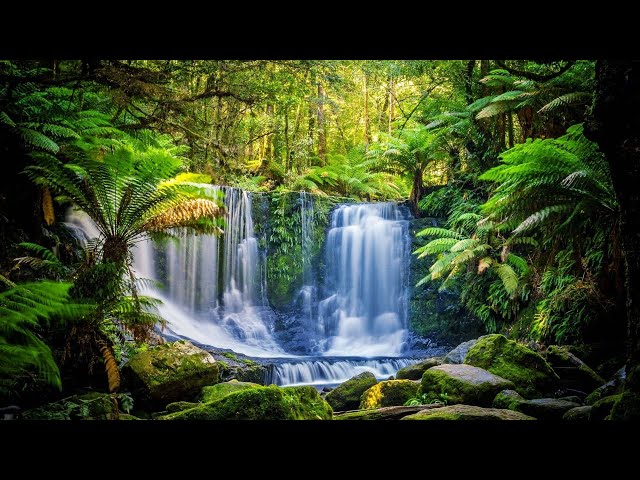 Introduction to Ecology