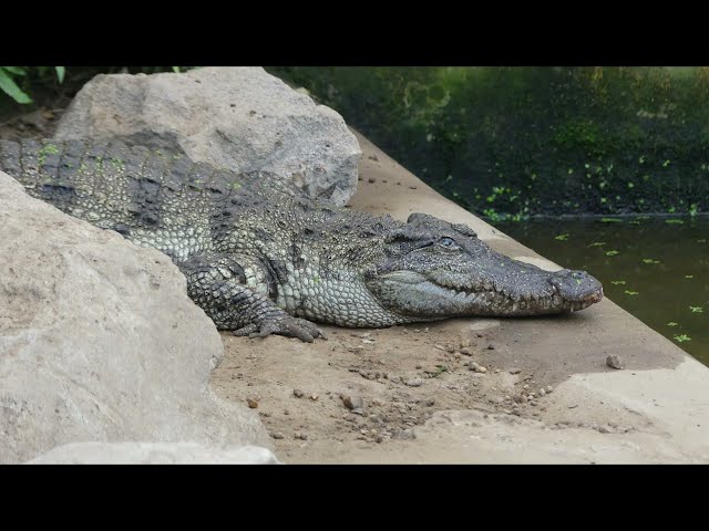 Thrigby Hall Wildlife Gardens -  3. Reptiles