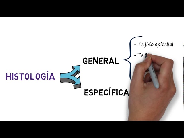 INTRODUCCIÓN A LA HISTOLOGÍA