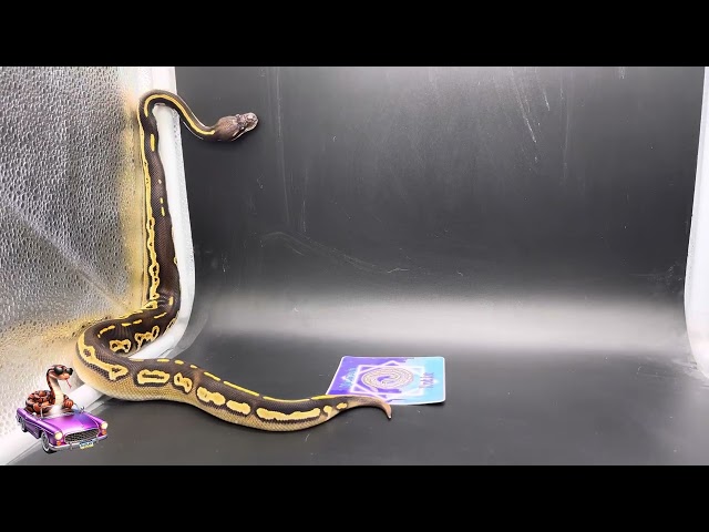 2024 Clutch Update pt 2 #snake #update #ballpython #ballpythonbreeding