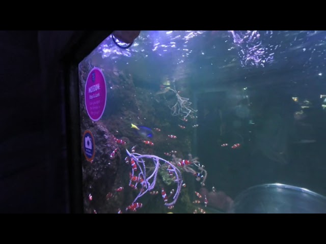 VR180 Clownfish at birmingham SealifeCentre