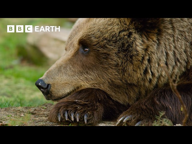The World of Bears - Giants of the Wild | BBC Earth
