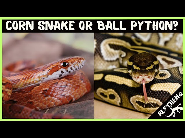 Who's the Best Pet Reptile? Corn Snake or Ball Python?!