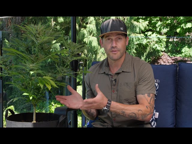 Outdoor Home Grow Ep 1 - How To Grow Cannabis Outdoors