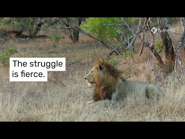 Lion vs Python The Serpent s Trap