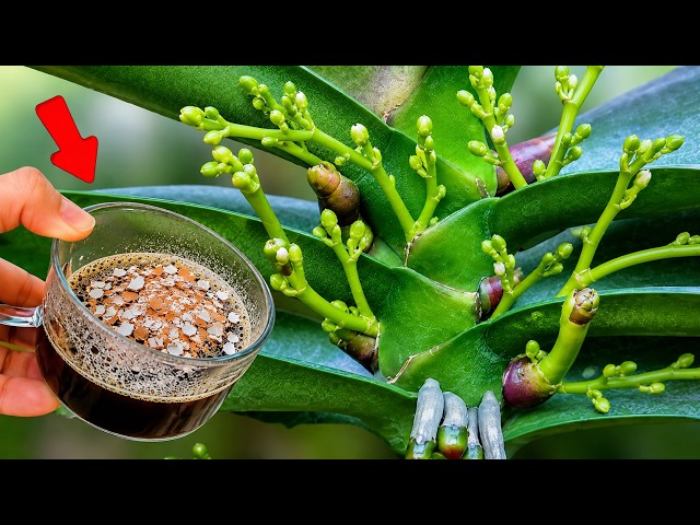 Just 1 Cup! This Homemade Fertilizer Makes Orchids Grow New Roots & Bloom Like Crazy!