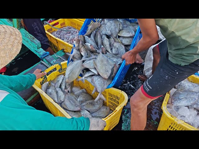 Part 1 Day 2!! 2x Fish Catch Includes Black Pomfret and Squid - Nelayan Story Vlog