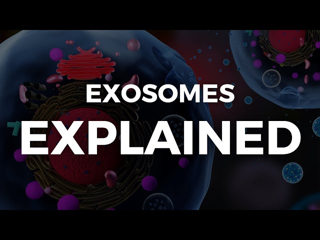 Los exosomas explicados