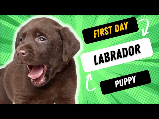 What To Do With Your Brand New Labrador Puppy