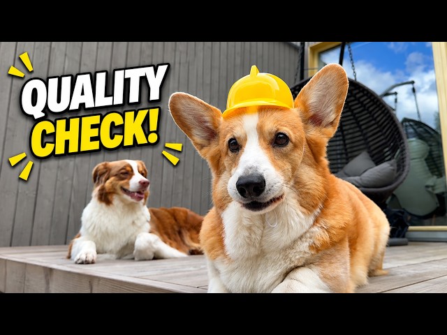 YARD WORK - Topi the Corgi
