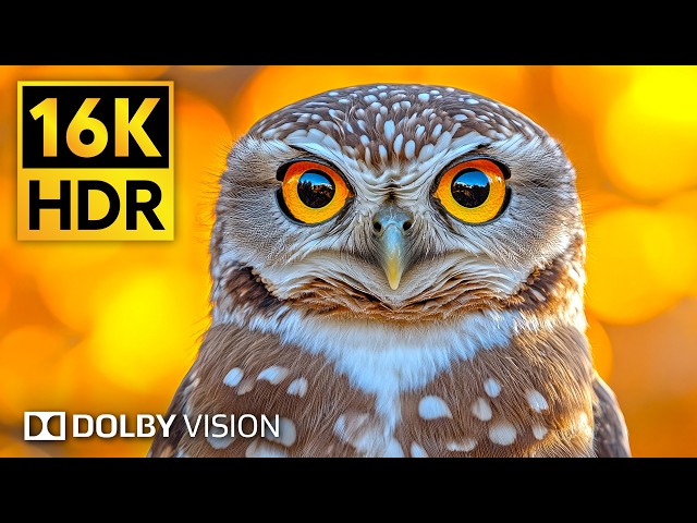 Breathtaking Animals & Wildlife 16K HDR 240 fps Dolby Vision
