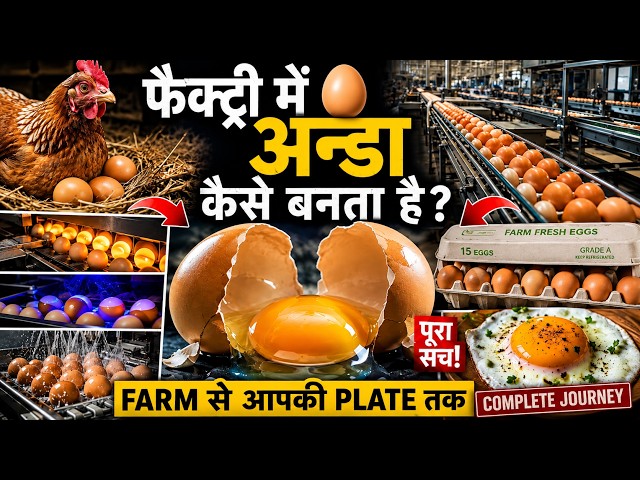 🥚 फैक्ट्री में अंडा कैसे बनता है? | Farm से आपकी Plate तक का पूरा सच | How Egg Is Made in Factory