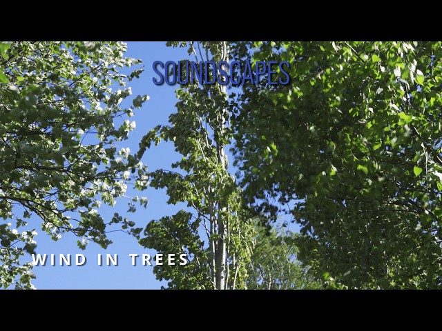 Wind Blowing Through Trees 🍃 2 Hours of Windy Nature Park Ambience