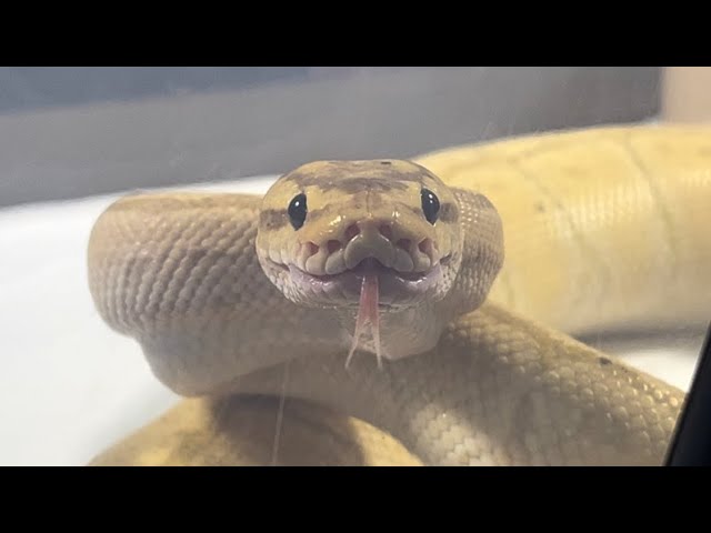 DRAKKON | Banana Pinstripe Royal / Ball Python | #feeding 🍌🎬 (26.01.26)