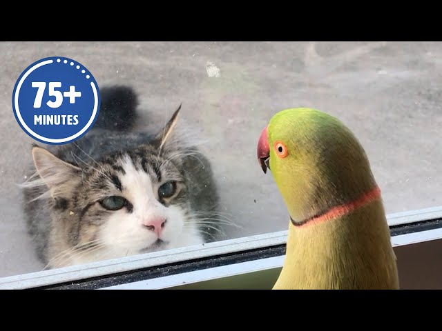 The FUNNIEST Pet Videos of the year! 🤣 | BEST Compilation