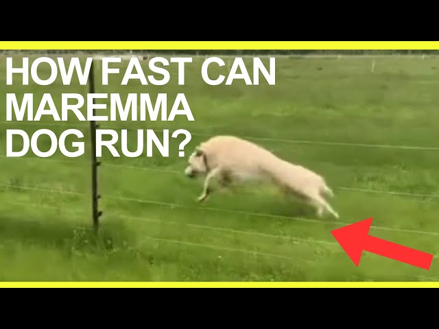 How fast can Maremma sheep dog run (Livestock Guardian Dog Top Speed)?