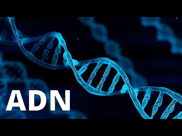 ¿Qué es el ADN y cuáles son sus FUNCIONES? Doble hélice, nucleótidos, bases