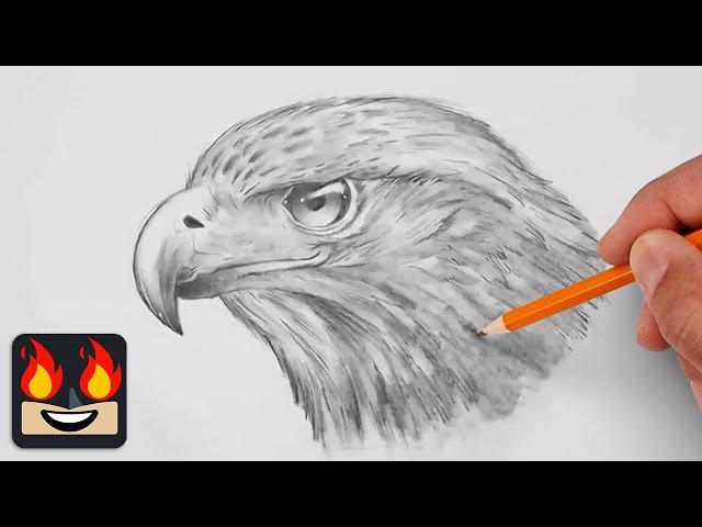 How To Draw a Hawk | Sketch Tutorial (Step-by-Step)