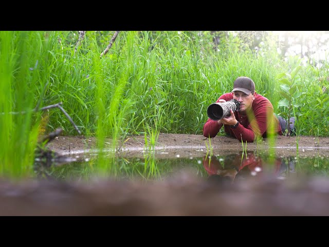 FILMING BIRDS at my new DIY WILDLIFE Pond