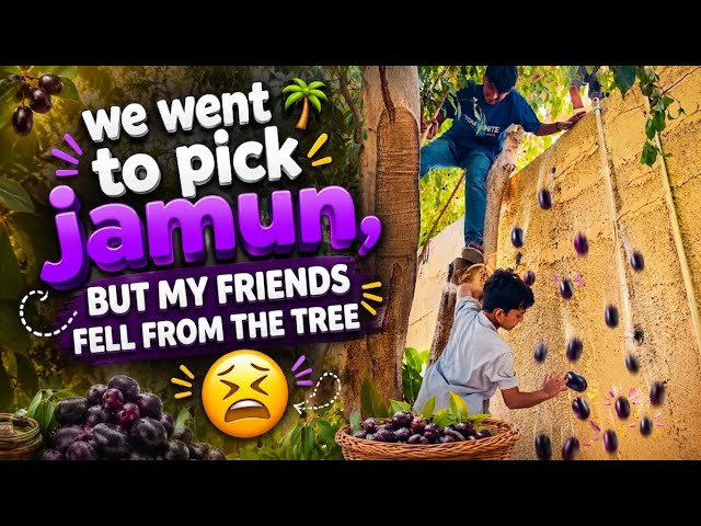 We went to pick jamuns but my friends fell from the tree 🌳😖😢