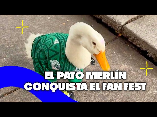 Japan thanks Mexico, frenzy over Pato Merlín, and Rush rocks CDMX