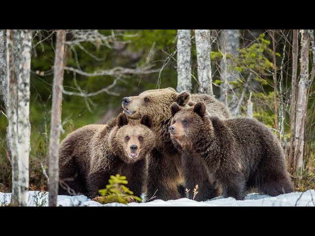 Bears Wildlife Animals Lobster  Meditation, Frequency Vibrations, Yoga, Stress Relief | Study Music