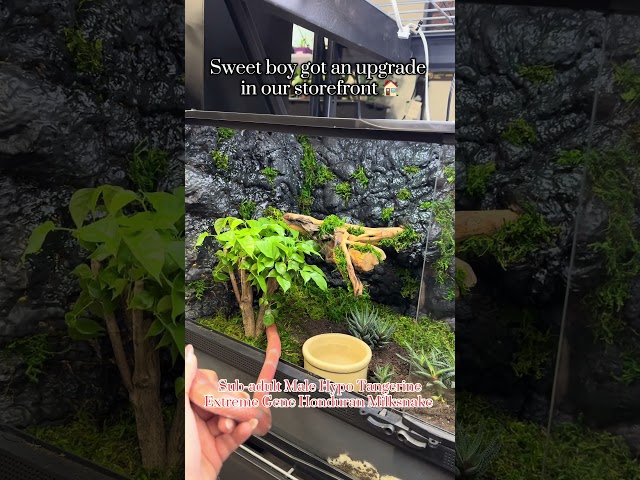 Stop in and visit at 34 S Broad St Woodbury, NJ 08096 📍 #reptiles #animals #snakes #bioactives