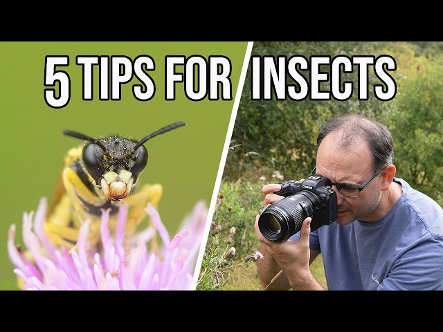 These 5 Things Improved my Insect Photography The Most