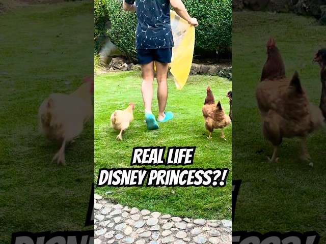 DISNEY PRINCESS?! 🐔💕 Chickens and zebra doves ALL AROUND ME lol