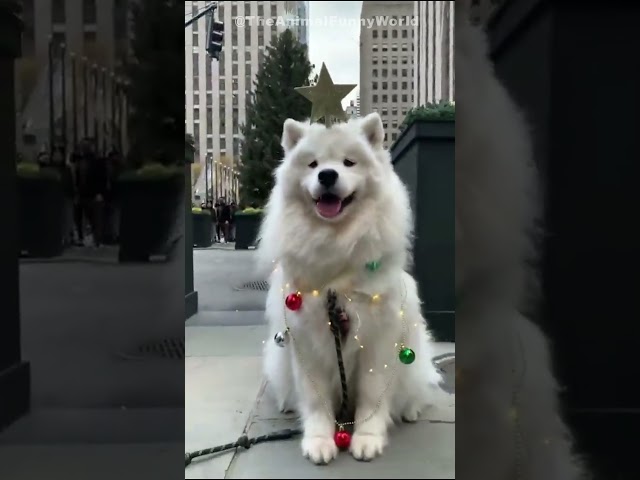 😺 Funny & Cute Animal Videos Compilaton Of The 2025 🤣