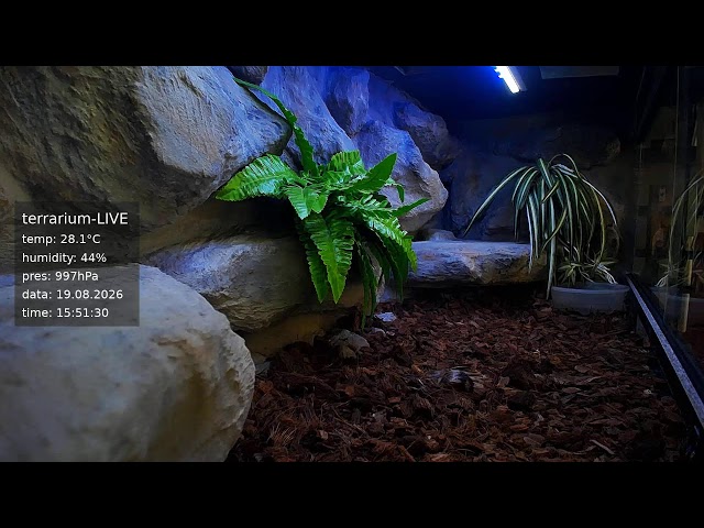 terrarium-LIVE 🔴 19/08/2026 🐍 Ball Python Regius Snake