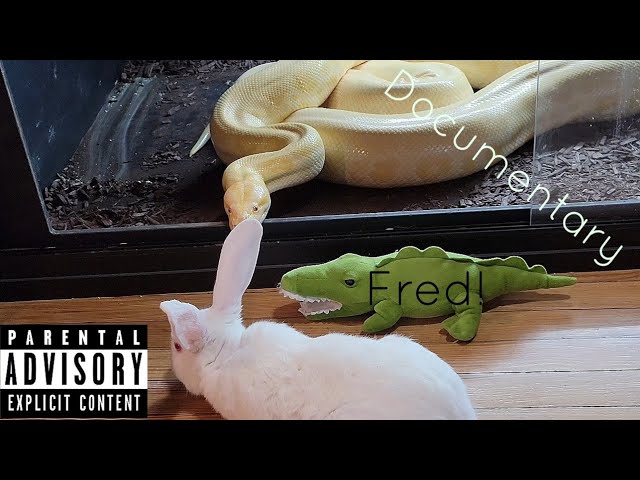 Giant Burmese Python And Giant Rabbit Standoff! Live Feeding Documentary